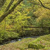 Buy canvas prints of Autumn Woodland at Burrator Reservoir on Dartmoor by Nick Jenkins
