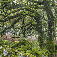 Buy canvas prints of Wistmans Wood Oaks Dartmoor National Park Devon by Nick Jenkins