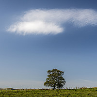 Buy canvas prints of The Lonely Tree Brecon Beacons  by Nick Jenkins