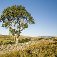 Buy canvas prints of Eucalyptus Tree Brecon Beacons South Wales by Nick Jenkins