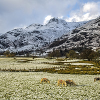 Buy canvas prints of The Langdale Pikes in Winter Lake District by Nick Jenkins