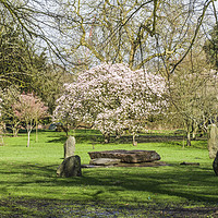 Buy canvas prints of Bute Park Cardiff in with full Spring blossom  by Nick Jenkins