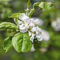 Buy canvas prints of White Apple Blossom in Spring Close Up by Nick Jenkins