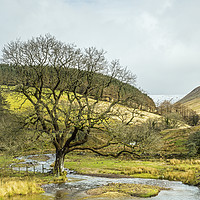 Buy canvas prints of Cwm Crew and Oak Tree Brecon Beacons by Nick Jenkins