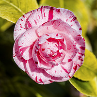 Buy canvas prints of Japanese Camellia Flower in Early Spring Close up by Nick Jenkins