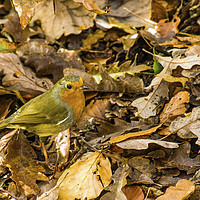 Buy canvas prints of Robin amongst autumn leaves in a woodland by Nick Jenkins