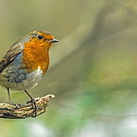 Buy canvas prints of Robin Redbreast on tree branch in woodland  by Nick Jenkins