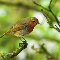 Buy canvas prints of Robin redbreast on a branch in a tree by Nick Jenkins