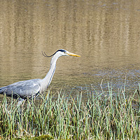 Buy canvas prints of Heron Stalking for fish in a pond Ardea cinerea by Nick Jenkins