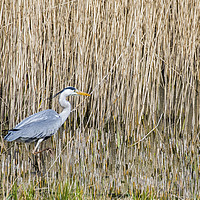 Buy canvas prints of Grey Heron Stalking Fish reedy poolNature Reserve by Nick Jenkins