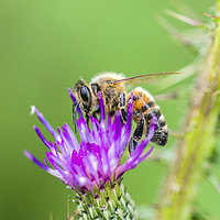 Buy canvas prints of Honey Bee on a Thistle Flower by Nick Jenkins