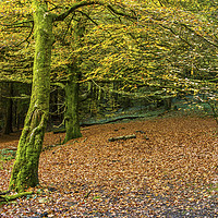Buy canvas prints of Beech Tree woodland in Autumn by Nick Jenkins