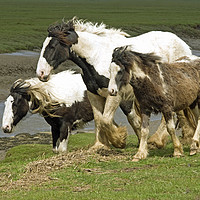 Buy canvas prints of Heavy Horses at Penclawdd on Gower  by Nick Jenkins