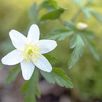 Buy canvas prints of Wood Anemone in a Spring Woodland Close up by Nick Jenkins