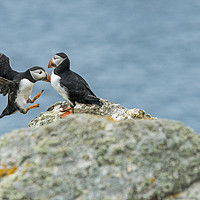 Buy canvas prints of Puffins flying and sitting on rock Skomer by Nick Jenkins