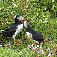 Buy canvas prints of Puffins on a cliff Skomer Island by Nick Jenkins