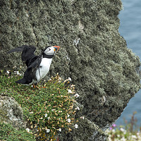 Buy canvas prints of Puffin on a cliff on Skomer spreading its wings by Nick Jenkins