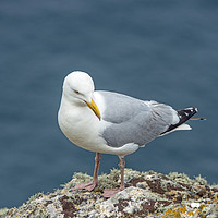 Buy canvas prints of Herring Gull on Skomer Island Clifftop  by Nick Jenkins