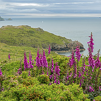 Buy canvas prints of Pembrokeshire Coast at Deer Park with Foxgloves by Nick Jenkins