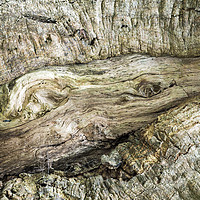 Buy canvas prints of Knot in a Tree Trunk by Nick Jenkins
