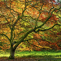 Buy canvas prints of A Maple Tree in Autumn colours in November  by Nick Jenkins