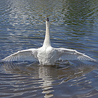 Buy canvas prints of Swan at Full Stretch in a Lake by Nick Jenkins