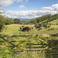Buy canvas prints of Upland Farming Central Brecon Beacons in summer by Nick Jenkins