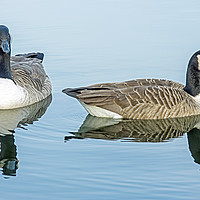 Buy canvas prints of Two Canada Geese on Cosmeston Lake by Nick Jenkins