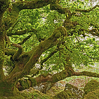 Buy canvas prints of Stunted Oak Trees Wistmans Wood Dartmoor National  by Nick Jenkins