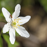 Buy canvas prints of Wood anemone and Small Beetle April SpringtimeClos by Nick Jenkins