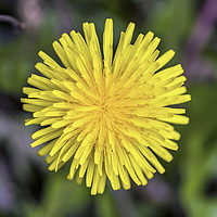 Buy canvas prints of Dandelion Flower Close Up in Spring Close up by Nick Jenkins