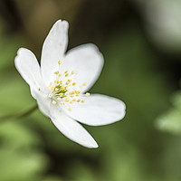 Buy canvas prints of Wood Anemone Flower Up Close and Sideways by Nick Jenkins