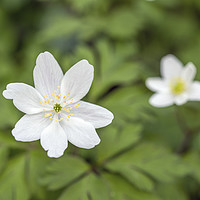 Buy canvas prints of Two Wood Anemones in a Local Woodland by Nick Jenkins