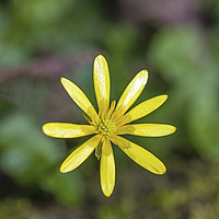 Buy canvas prints of Lesser Celandine in a Spring woodland by Nick Jenkins