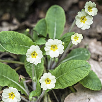 Buy canvas prints of Woodland Primroses in Spring by Nick Jenkins