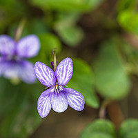 Buy canvas prints of Sweet Violet or Viola ordorata in Spring Close up  by Nick Jenkins