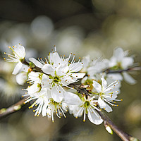 Buy canvas prints of White Sloe Blossom in Spring Close up  by Nick Jenkins