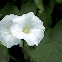 Buy canvas prints of Two White Bindweed Flowers known as Convolvulus Cl by Nick Jenkins
