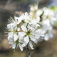 Buy canvas prints of Hawthorn Blossom in April Springtime  Close up by Nick Jenkins