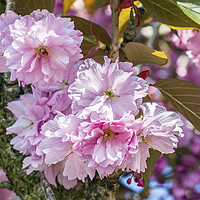 Buy canvas prints of Early Flowering Cherry Blossom Apriol Springtime C by Nick Jenkins
