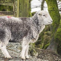 Buy canvas prints of Herdwick Sheep Elterwater Lake District Cumbria by Nick Jenkins