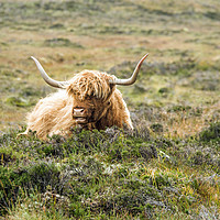 Buy canvas prints of Highland Cow near Elgol on Skye by Nick Jenkins