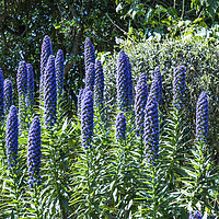 Buy canvas prints of Echium Candicans Tall Blue Flowers Scilly Isles by Nick Jenkins