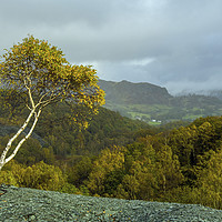 Buy canvas prints of Lone Silver Birch Tree Hodge Close Quarry Cumbria by Nick Jenkins