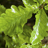 Buy canvas prints of Oak Leaves in a shower of rain in a woodland  by Nick Jenkins