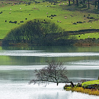 Buy canvas prints of Loughrigg Tarn The Right Angle Tree Lake District by Nick Jenkins