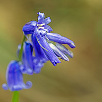 Buy canvas prints of Bluebell Flower Close Up in local woodland  by Nick Jenkins