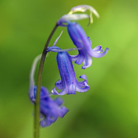 Buy canvas prints of Bluebells on Stem in Spring Close up by Nick Jenkins
