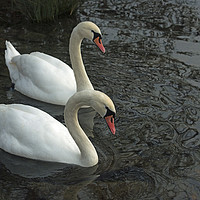 Buy canvas prints of Two Mute Swans on a Lake Together by Nick Jenkins