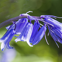 Buy canvas prints of Bluebell Flowers Close Up  by Nick Jenkins